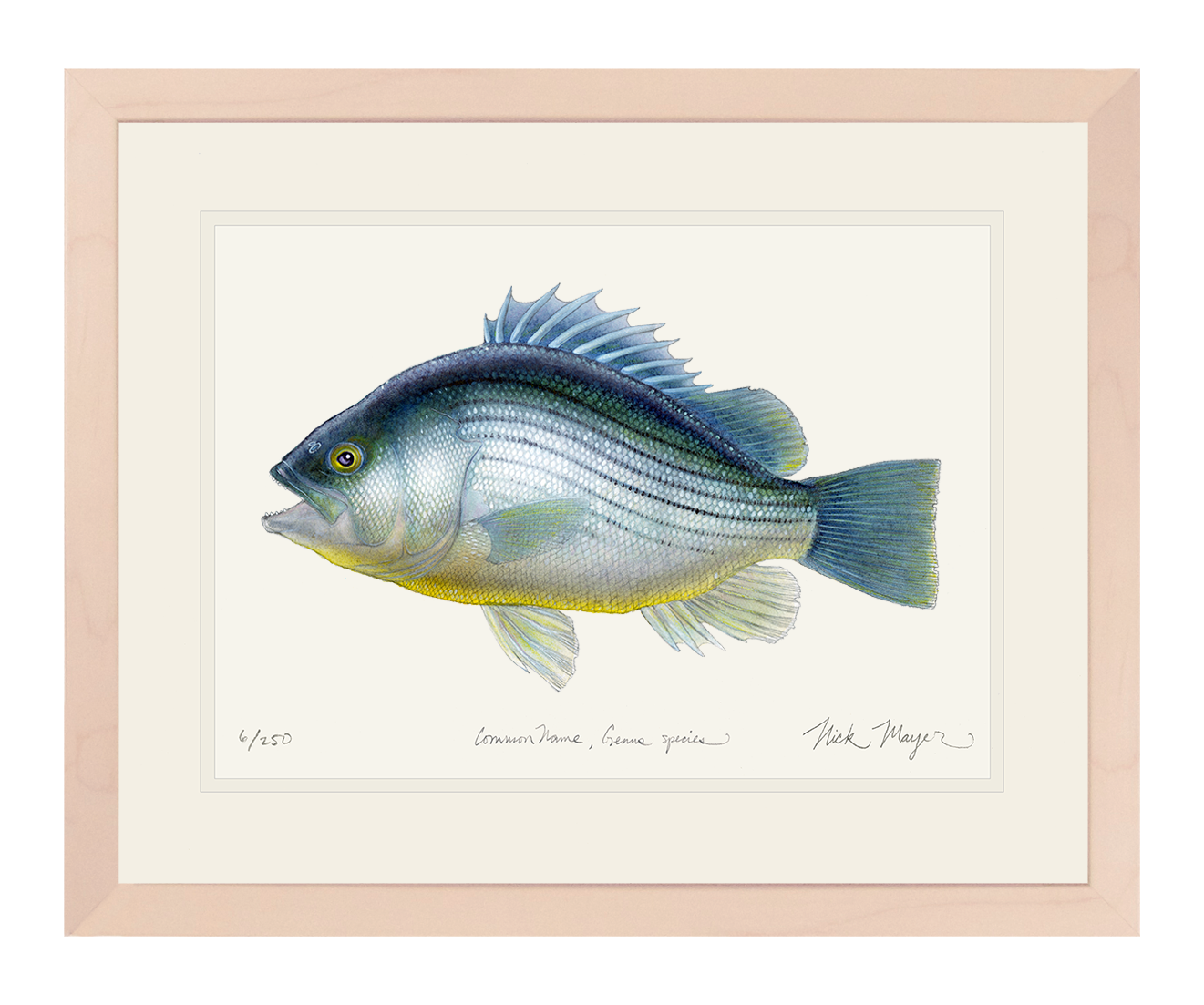 Priscacara Fossil Fish Limited Edition Print