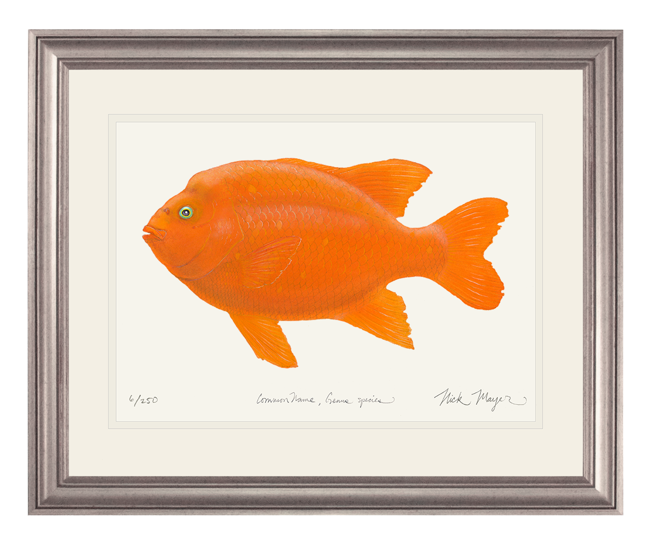 Bull Garibaldi III Limited Edition Print