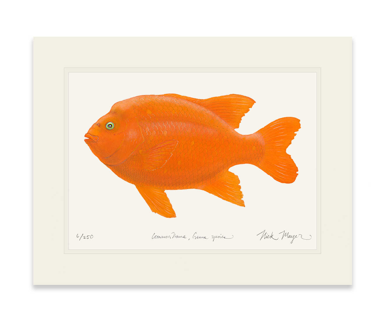 Bull Garibaldi III Limited Edition Print