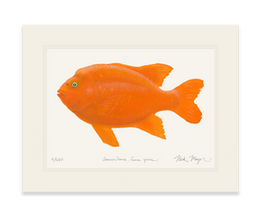 Bull Garibaldi III Print