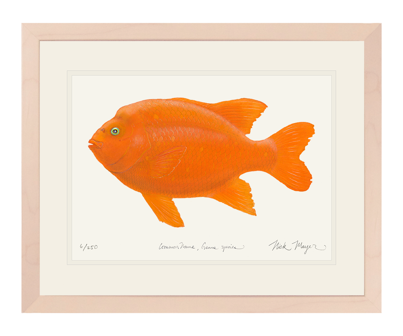 Bull Garibaldi III Limited Edition Print