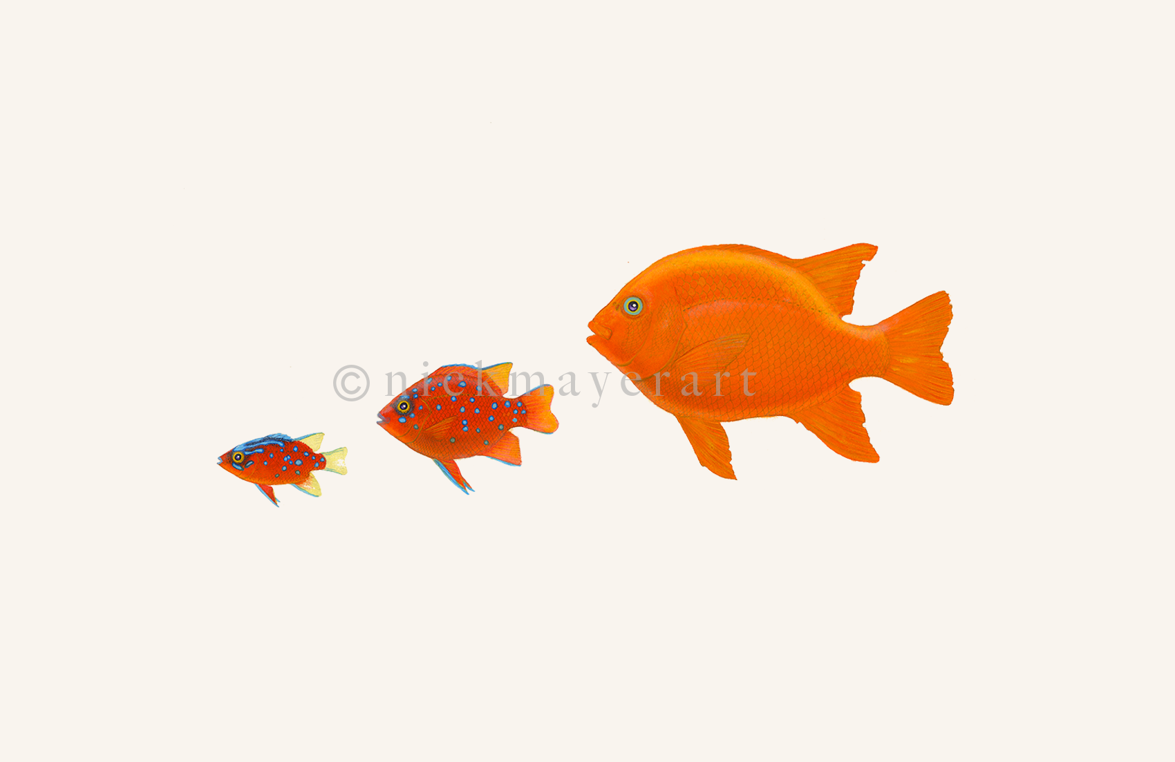 watermark