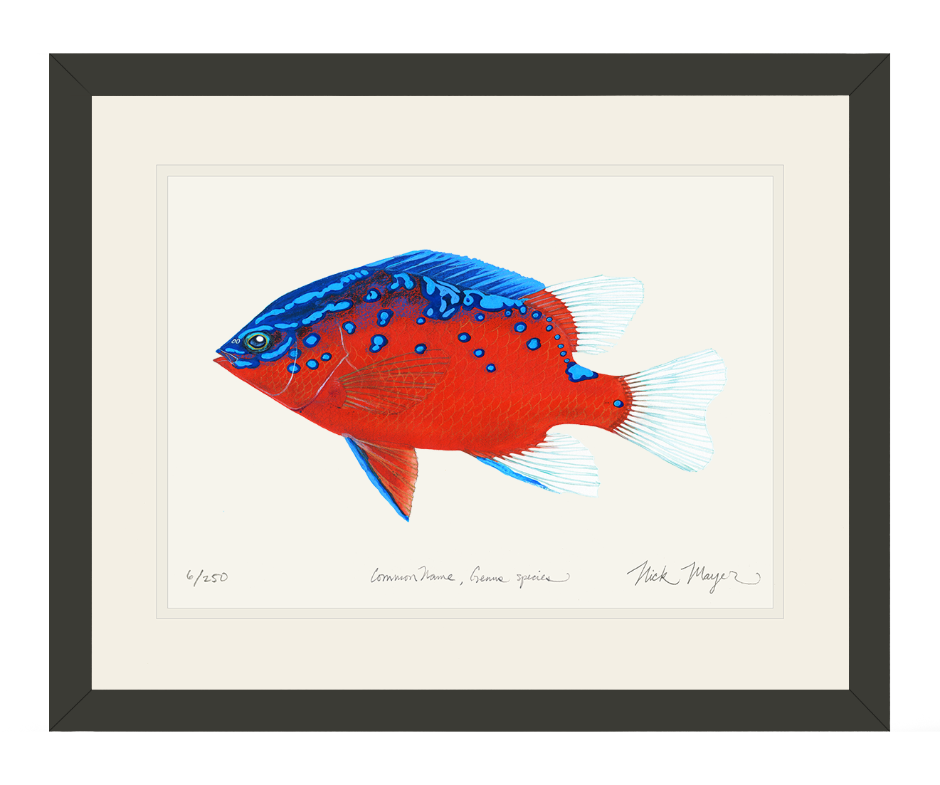 Juvenile Garibaldi I Limited Edition Print