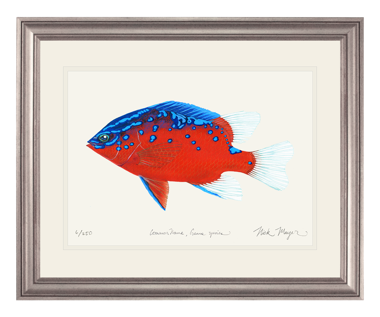 Juvenile Garibaldi I Limited Edition Print