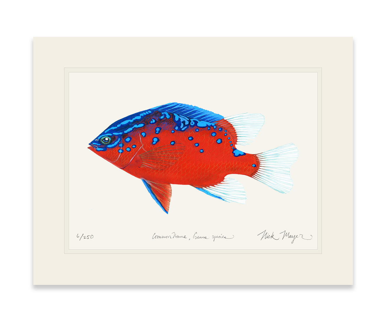 Juvenile Garibaldi I Limited Edition Print
