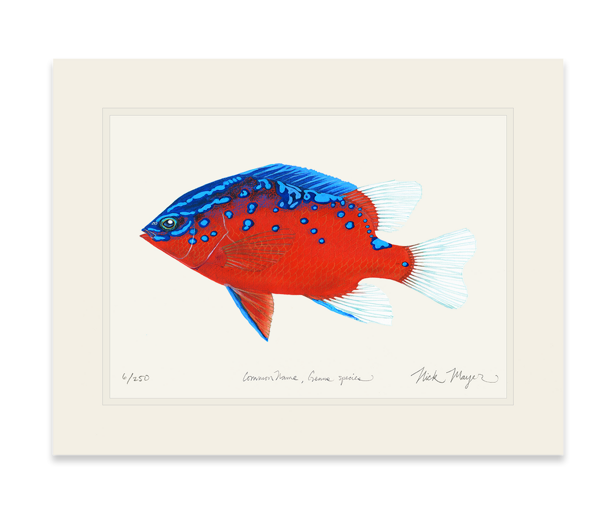 Juvenile Garibaldi I Print