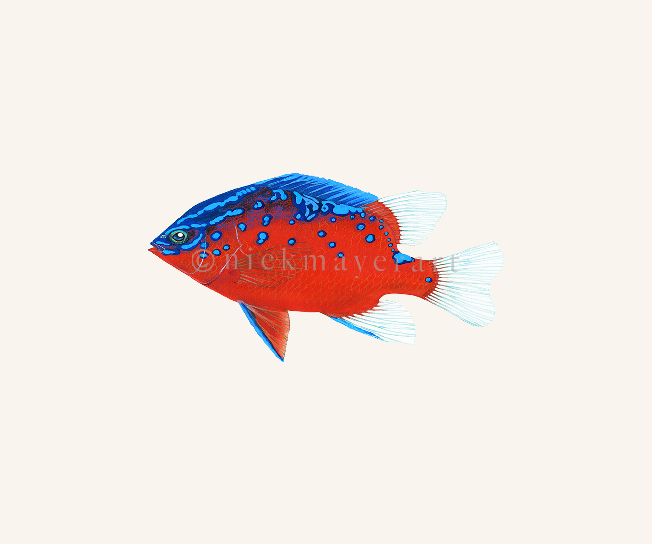 Garibaldi Fish Drawing