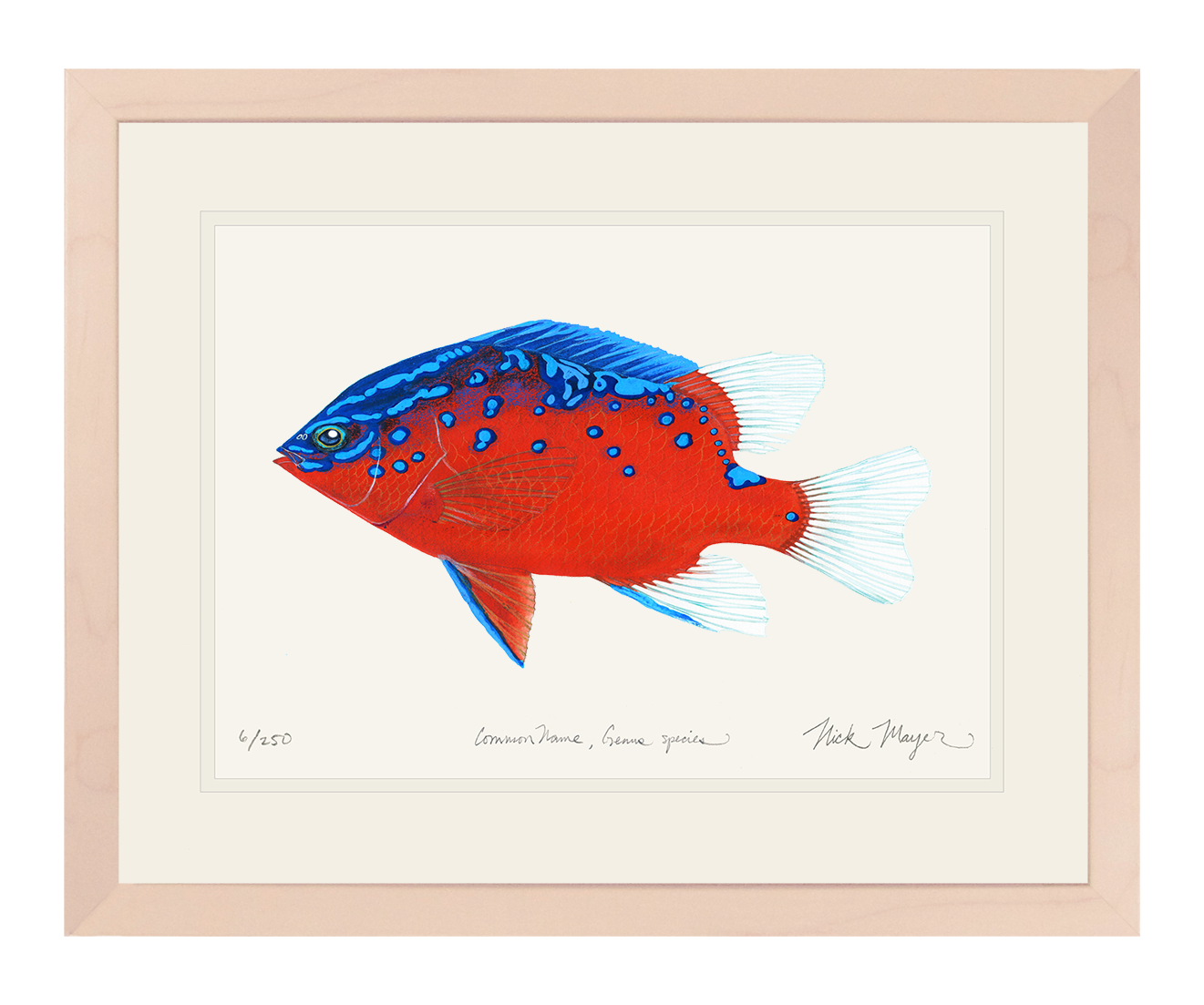 Juvenile Garibaldi I Limited Edition Print