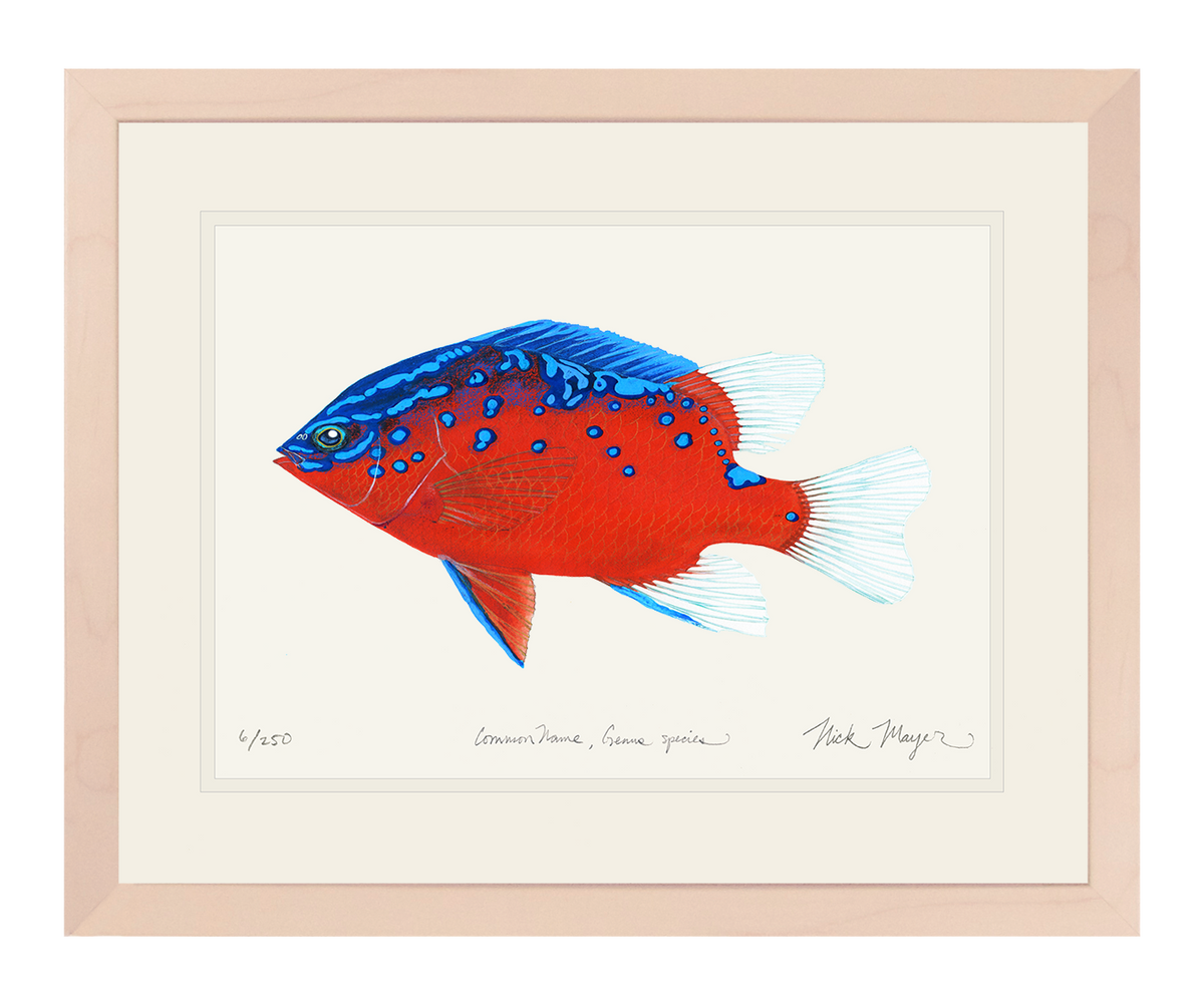 Juvenile Garibaldi I Print
