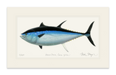 Giant Bluefin Tuna III Print