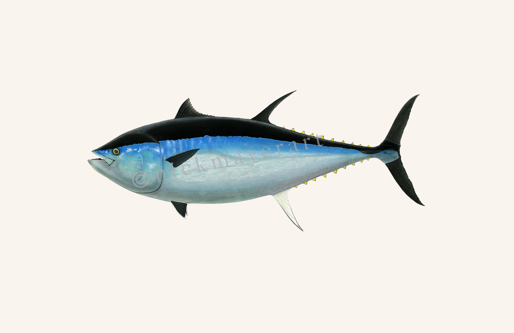 New Giant Bluefin Tuna III Print: Celebrating the beauty of ocean giants