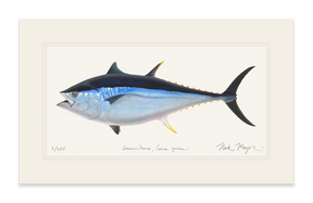 Giant Bluefin Tuna II Print
