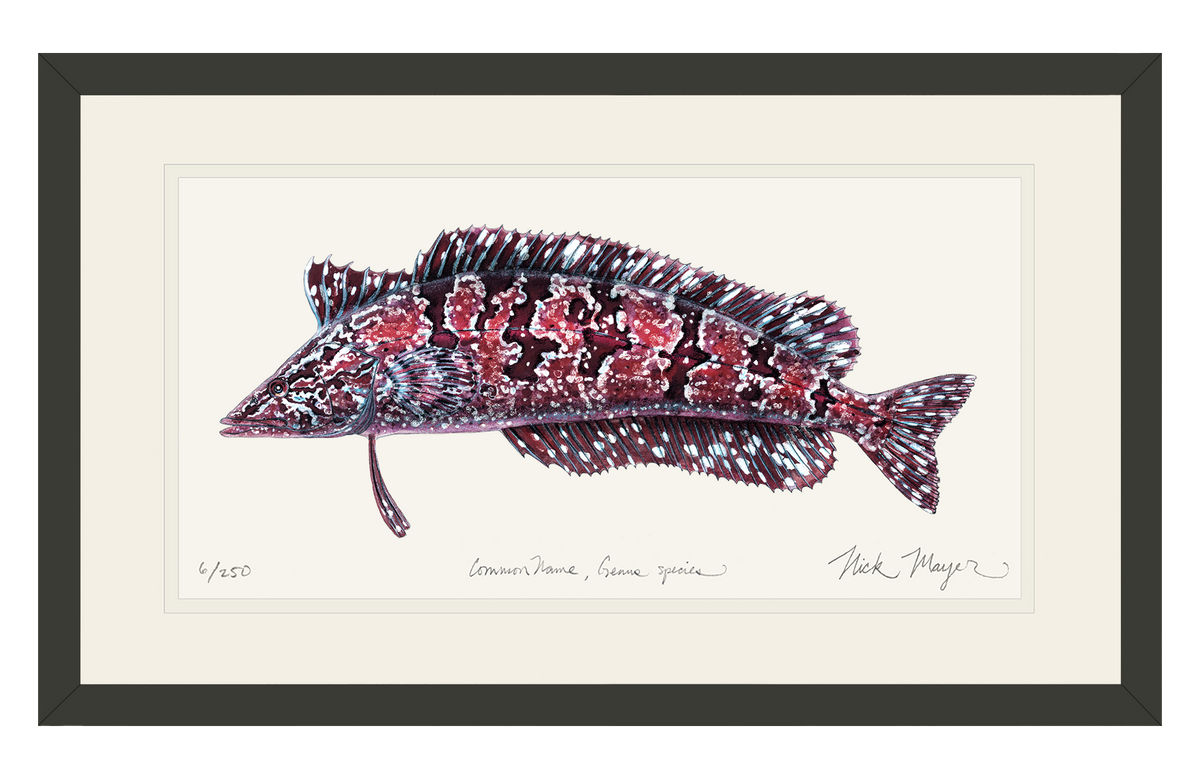 Giant Kelpfish Print