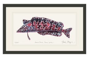 Giant Kelpfish Print
