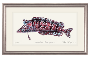 Giant Kelpfish Print