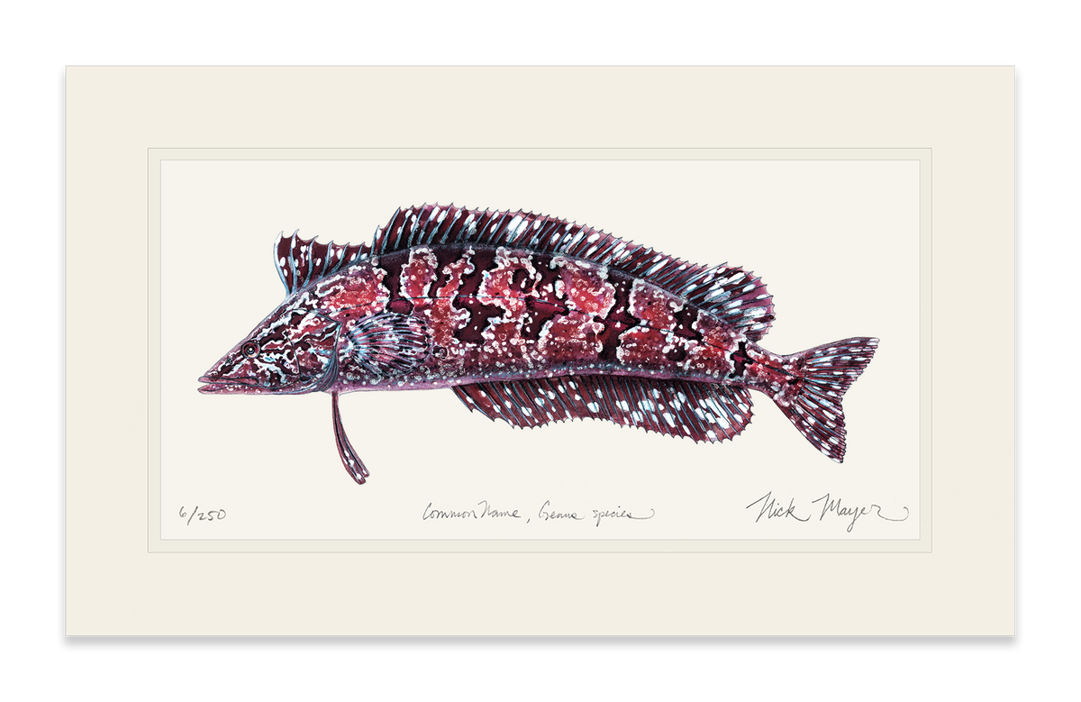 Giant Kelpfish Print