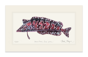 Giant Kelpfish Print