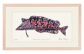 Giant Kelpfish Print