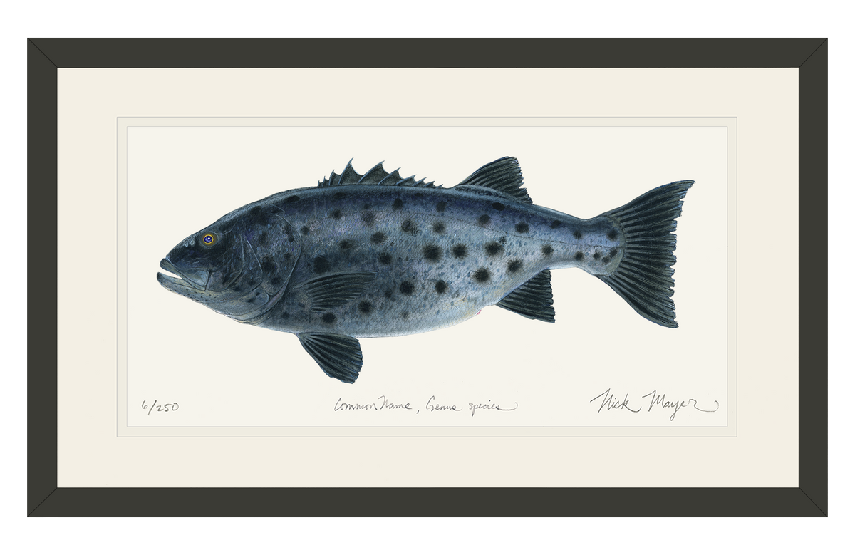 Giant Sea Bass Print