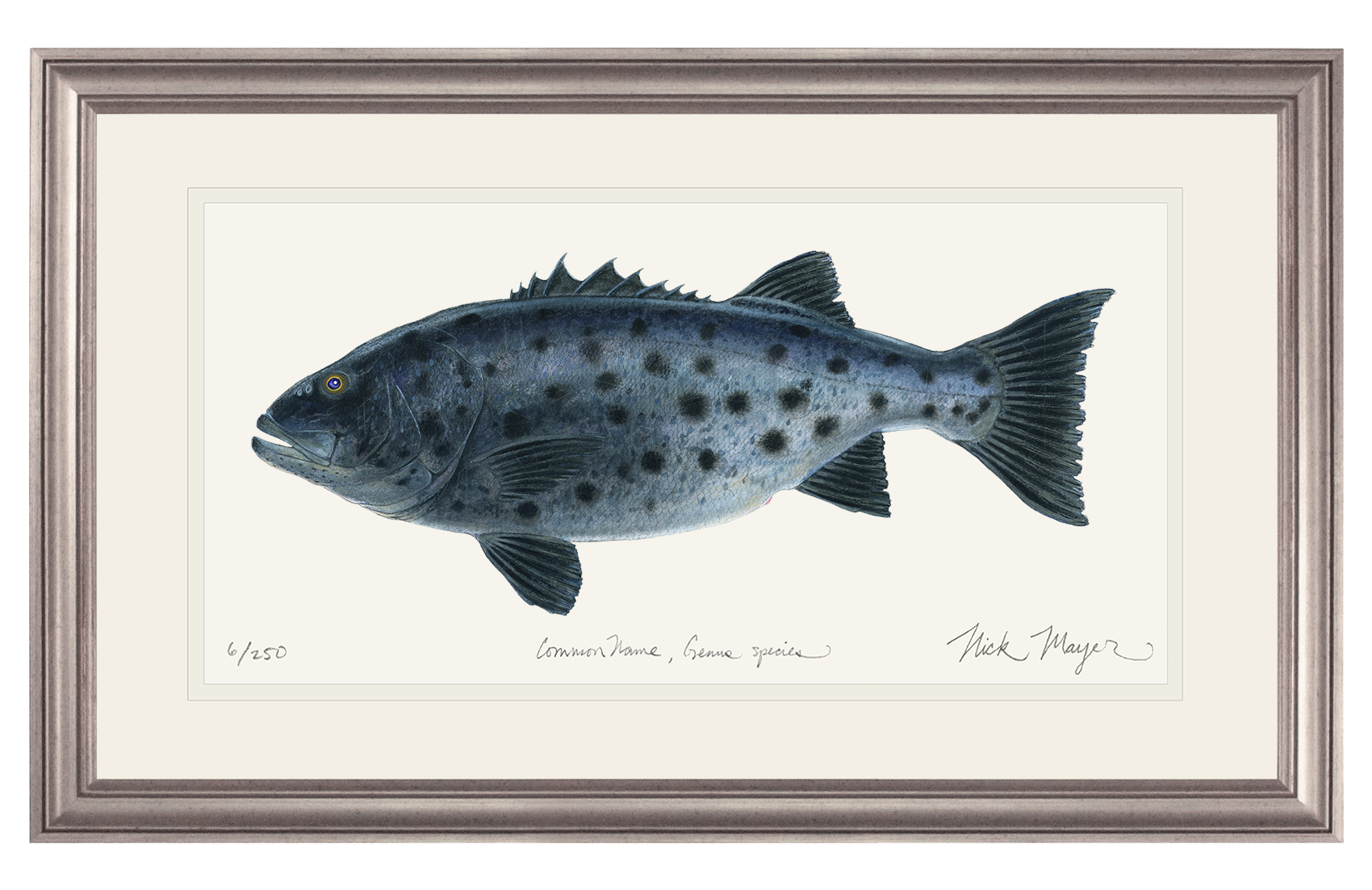 Giant Sea Bass Limited Edition Print