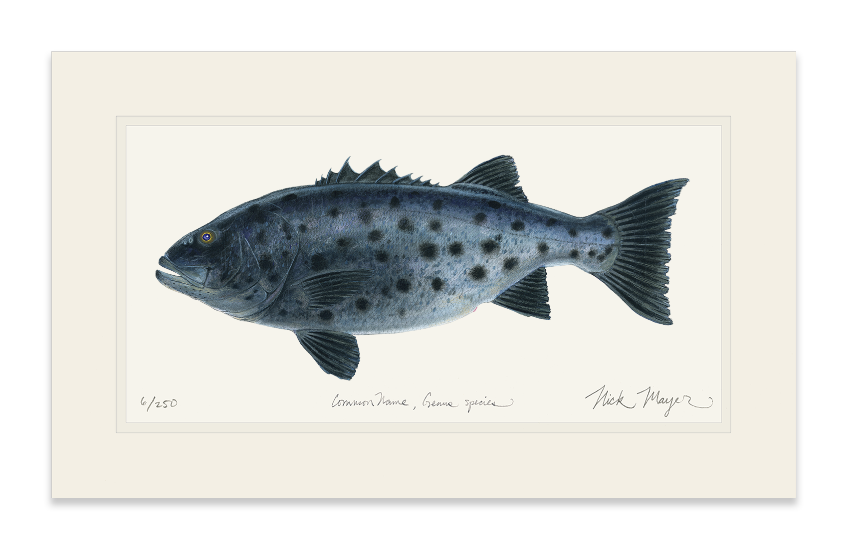 Giant Sea Bass Limited Edition Print