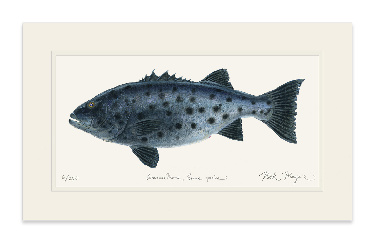 Giant Sea Bass Print