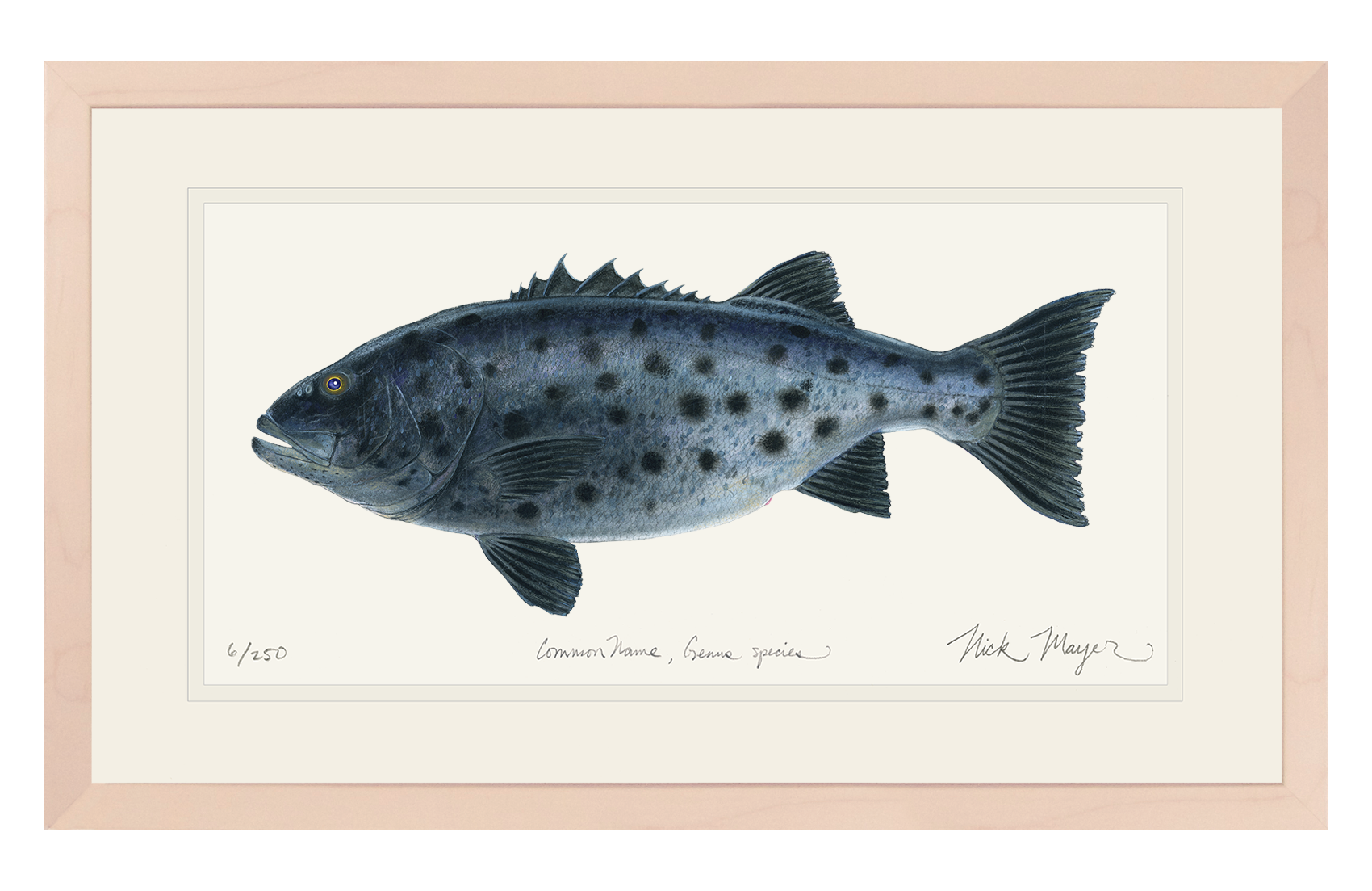 Giant Sea Bass Limited Edition Print