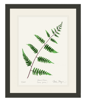 Goldie's Wood Fern Print