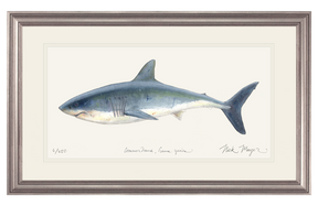 Great White Shark Print