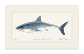 Great White Shark Print