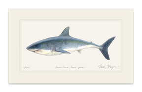 Great White Shark Print