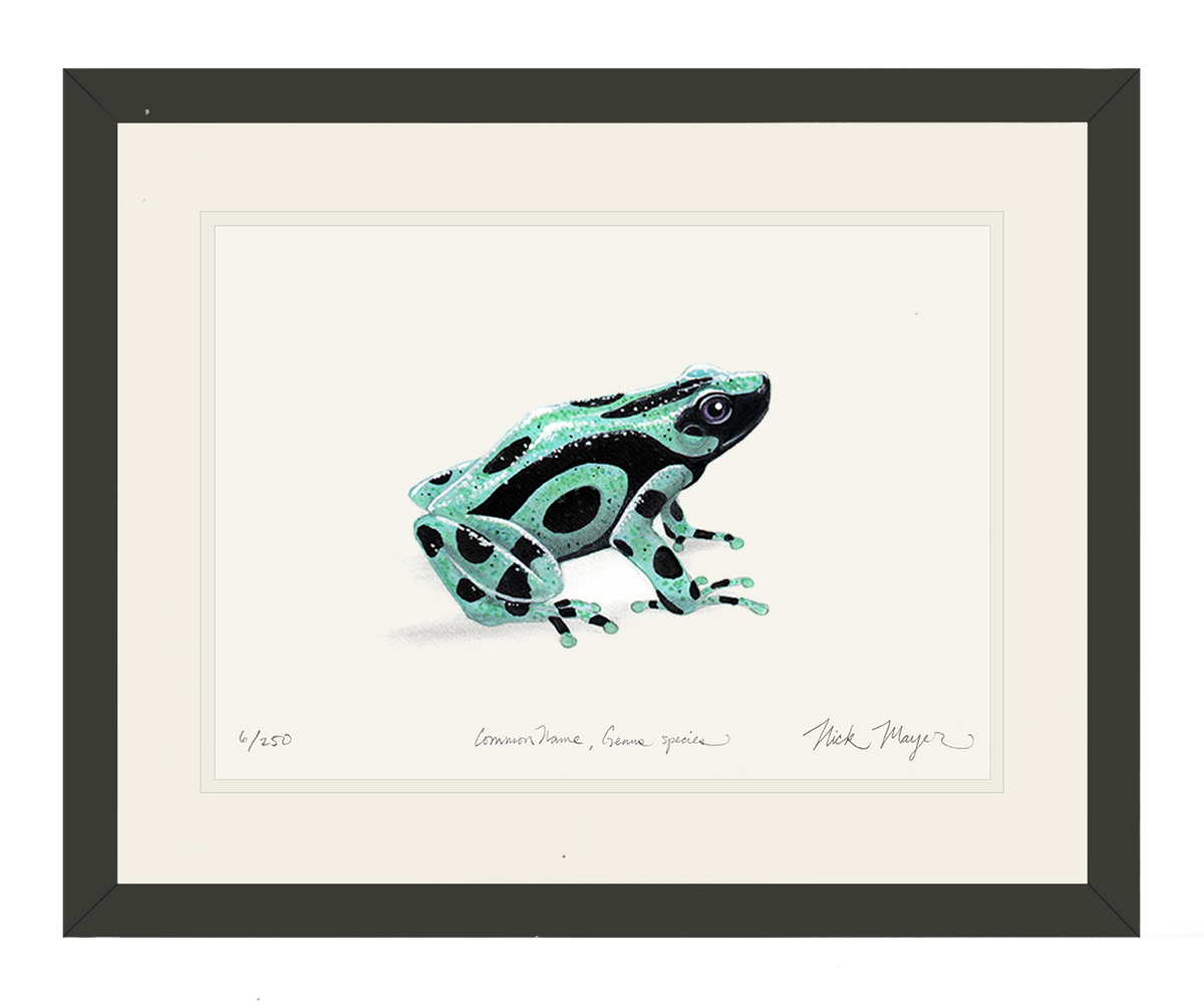 Green and Black Poison Dart Frog Original Watercolor Painting, NEW