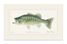Guadalupe Bass Print