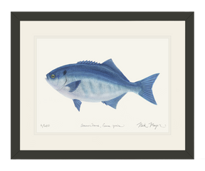 Halfmoon Print