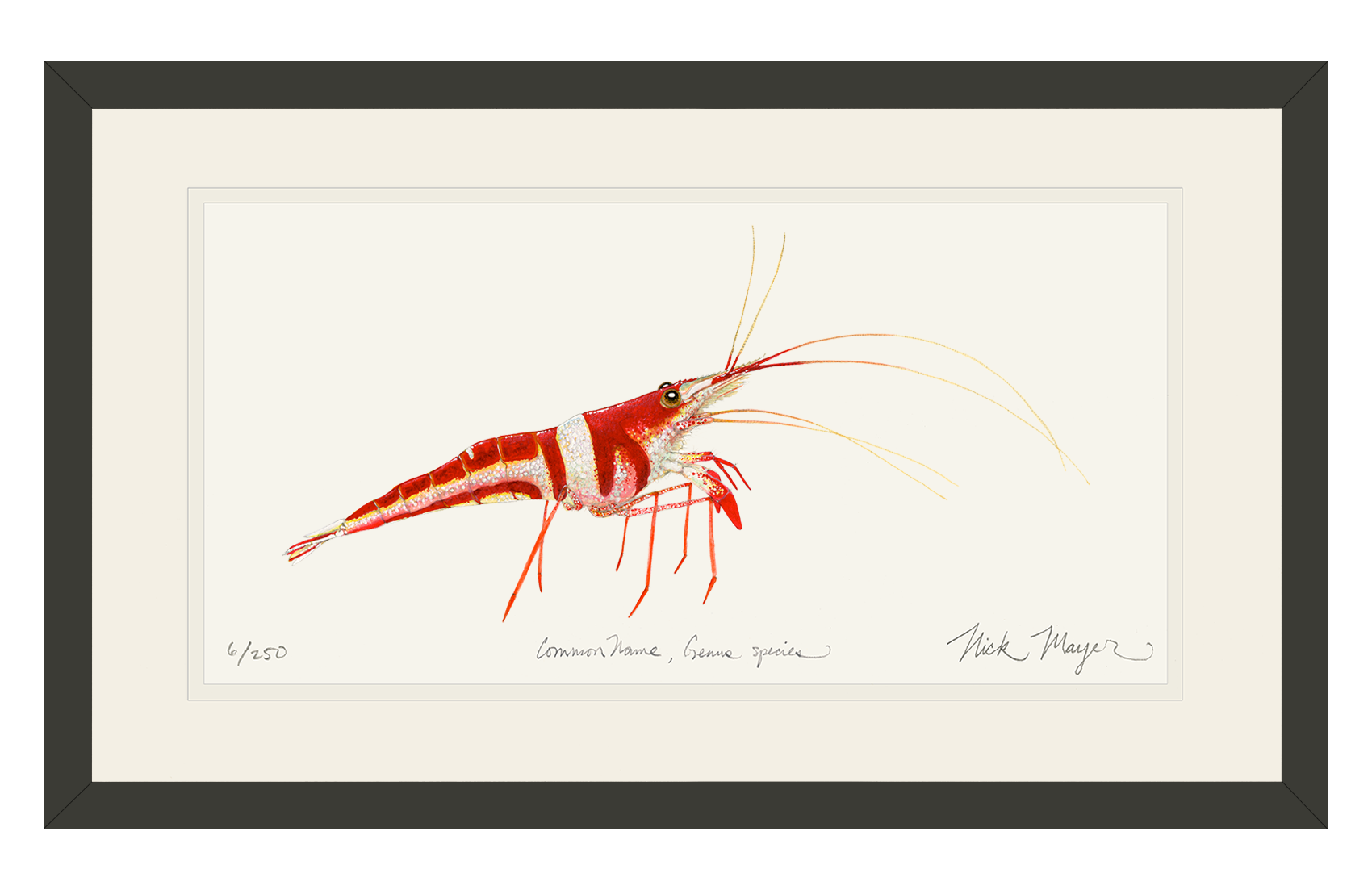 Harlequin_Shrimp