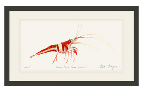 Harlequin_Shrimp