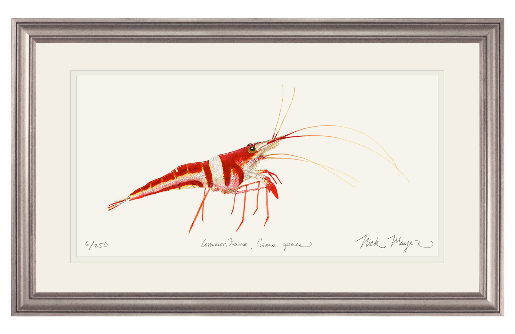 Harlequin_Shrimp