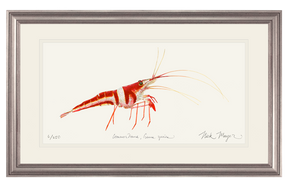 Harlequin_Shrimp