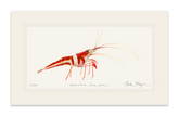 Harlequin_Shrimp