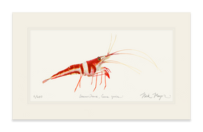 Harlequin_Shrimp