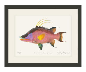 Hogfish Print