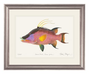 Hogfish Print