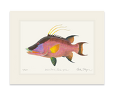 Hogfish Print