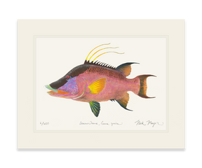 Hogfish Print