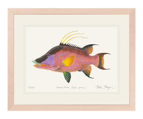 Hogfish Print