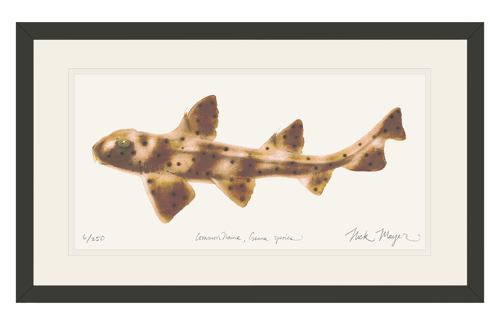 Horn Shark Limited Edition Print
