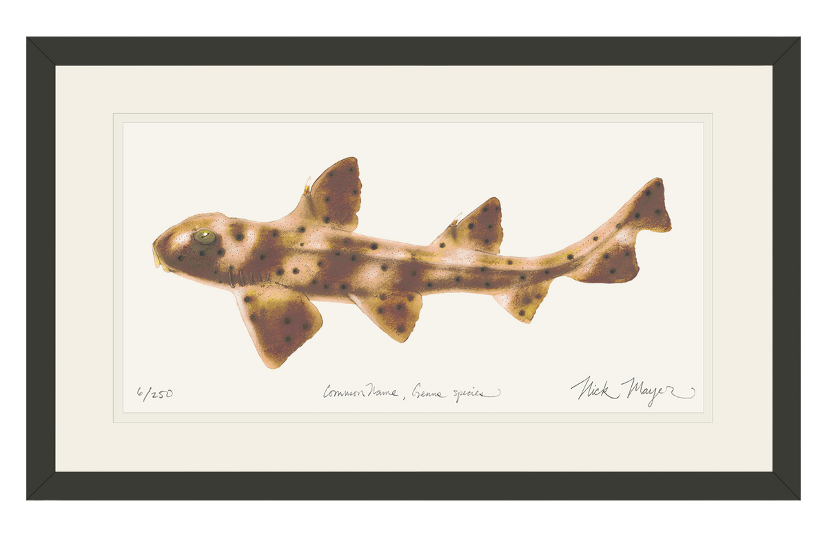 Horn Shark Print