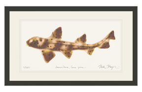 Horn Shark Print