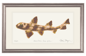 Horn Shark Print