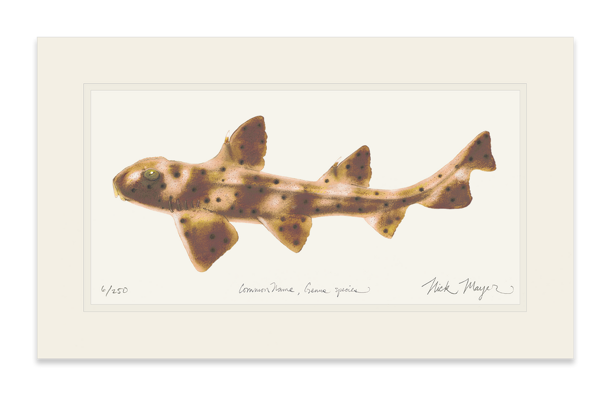 Horn Shark Print
